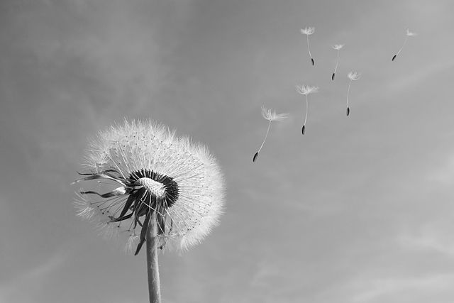 Randomly letting seeds fall where they may as the wind blows whereever